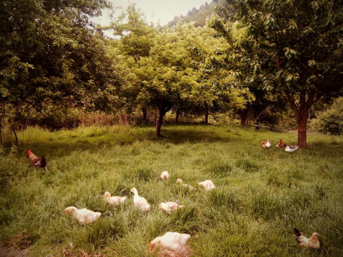 Agroturystyka U Babci 츠스호프 외부 사진